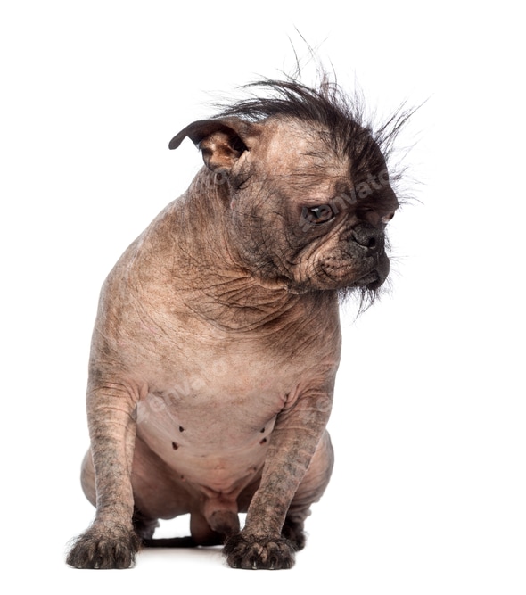 Pug Chinese Crested Poodle Mix Chinese Crested Strange Mixed Dog