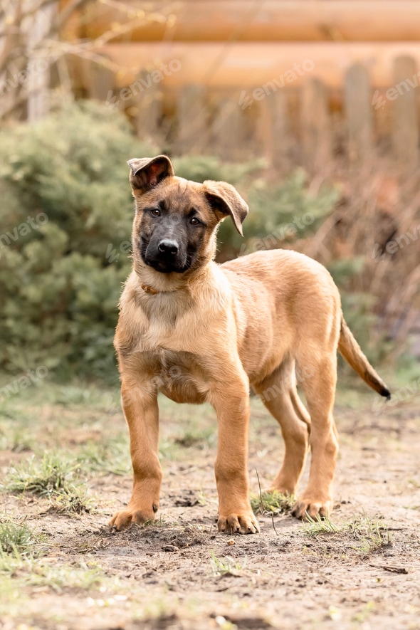 Malinois Breeders Malinois Dog Puppy Price Belgian Hound Dog