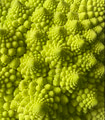 Green vegetable background of Romanesco cabbage. Romanesco cabbage close-up. Agricultural business. Green vegetable background of Romanesco cabbage. Romanesco cabbage close-up. Agricultural business. - PhotoDune Item for Sale