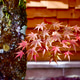 Japanese maple Japanese maple - PhotoDune Item for Sale