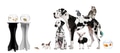 Group portrait of animals in front of black and white background Group portrait of animals in front of black and white background - PhotoDune Item for Sale