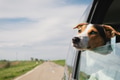 the dog rides in the car the dog rides in the car - PhotoDune Item for Sale