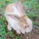 cute domestic rabbits sitting together on the ground cute domestic rabbits sitting together on the ground - PhotoDune Item for Sale