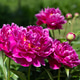 Caring for flowers. floral background Blooming pink peonies in the garden Caring for flowers. floral background Blooming pink peonies in the garden - PhotoDune Item for Sale
