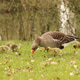 Mother goose with goslings feeding on grass in natural environment Mother goose with goslings feeding on grass in natural environment - PhotoDune Item for Sale