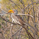 Southern Yellow Billed Hornbill in a Tree Southern Yellow Billed Hornbill in a Tree - PhotoDune Item for Sale