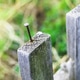 Old wooden fence and a rusty nail sticking out Old wooden fence and a rusty nail sticking out - PhotoDune Item for Sale