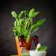 Still Life with Sage Plant and Utensils Still Life with Sage Plant and Utensils - PhotoDune Item for Sale