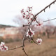pastel pink blossoms on branch of almond tree in spring pastel pink blossoms on branch of almond tree in spring - PhotoDune Item for Sale