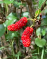 Morus alba (white mulberry) berries Morus alba (white mulberry) berries - PhotoDune Item for Sale