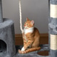 Ginger domestic playful cat sitting on cat tower. Pet house, tree with scratching posts. Ginger domestic playful cat sitting on cat tower. Pet house, tree with scratching posts. - PhotoDune Item for Sale
