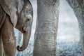 A young Elephant calf in between the legs of an adult Elephant. A young Elephant calf in between the legs of an adult Elephant. - PhotoDune Item for Sale