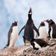 Gentoo Penguins in Antarctica Gentoo Penguins in Antarctica - PhotoDune Item for Sale