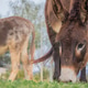 Two brown donkeys eating grass on a farm. Two brown donkeys eating grass on a farm. - PhotoDune Item for Sale