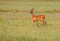 Roe deer grazing on the meadow Roe deer grazing on the meadow - PhotoDune Item for Sale