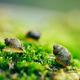 Snail life Snail life - PhotoDune Item for Sale