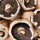 Large Portabello Mushrooms Large Portabello Mushrooms - PhotoDune Item for Sale