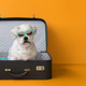 Cute dog in a suitcase Cute dog in a suitcase - PhotoDune Item for Sale
