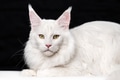 Portrait sweet American Forest Cat. Animal lies, looking camera on black and white background Portrait sweet American Forest Cat. Animal lies, looking camera on black and white background - PhotoDune Item for Sale