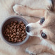 a small fluffy dog lies near its food bowl a small fluffy dog lies near its food bowl - PhotoDune Item for Sale