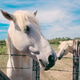 The Camargue horses. The Camargue horses. - PhotoDune Item for Sale