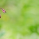 Beautiful panoramic spring nature background with blooming dicentros, selective focus. Pink flowers Beautiful panoramic spring nature background with blooming dicentros, selective focus. Pink flowers - PhotoDune Item for Sale