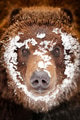 Bear portrait Bear portrait - PhotoDune Item for Sale