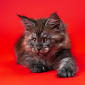 Lovely small kitten American Coon of black smoke lyes on red background stretched out paw Lovely small kitten American Coon of black smoke lyes on red background stretched out paw - PhotoDune Item for Sale