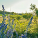 Flowers Flowers - PhotoDune Item for Sale