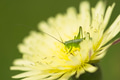 Dandelion flower close up with grasshopper Dandelion flower close up with grasshopper - PhotoDune Item for Sale