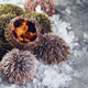 Sea urchins on ice on gray background close-up Sea urchins on ice on gray background close-up - PhotoDune Item for Sale