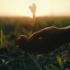Female hands plant a sprout in the black soil at sunset. Agriculture background. Female hands plant a sprout in the black soil at sunset. Agriculture background. - PhotoDune Item for Sale