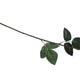 Red Artificial Rose Isolated Red Artificial Rose Isolated - PhotoDune Item for Sale