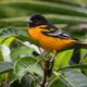 Adult Male Baltimore Oriole Perched on a Branch Adult Male Baltimore Oriole Perched on a Branch - PhotoDune Item for Sale