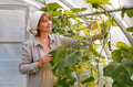 beautiful european woman picking cucumbers in a greenhouse beautiful european woman picking cucumbers in a greenhouse - PhotoDune Item for Sale