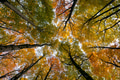 Looking Up to The Autumn Canopy Looking Up to The Autumn Canopy - PhotoDune Item for Sale