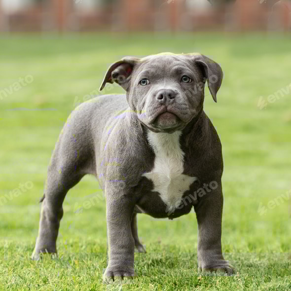 Bully Blue Nose Pitbull Year Old American Bully Puppy Year Old