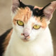 calico cat is a house cat with three colors of fur calico cat is a house cat with three colors of fur - PhotoDune Item for Sale