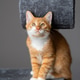 Ginger domestic playful cat sitting on cat tower. Pet house, tree with scratching posts. Ginger domestic playful cat sitting on cat tower. Pet house, tree with scratching posts. - PhotoDune Item for Sale