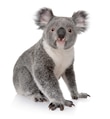 Young koala, Phascolarctos cinereus, 14 months old, sitting in front of white background Young koala, Phascolarctos cinereus, 14 months old, sitting in front of white background - PhotoDune Item for Sale