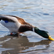 Young beautiful male mallard wild duck eating oats in shallow water Young beautiful male mallard wild duck eating oats in shallow water - PhotoDune Item for Sale