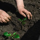 Close-up of the hands of an elderly woman planting pepper seedlings in open ground. Close-up of the hands of an elderly woman planting pepper seedlings in open ground. - PhotoDune Item for Sale