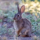 Field Desert Cottontail Bunny Rabbit Field Desert Cottontail Bunny Rabbit - PhotoDune Item for Sale