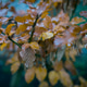 Yellow autumn leaves in wet weather on green Yellow autumn leaves in wet weather on green - PhotoDune Item for Sale