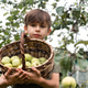 Thoughtful boy in an orchard with a basket of apples Thoughtful boy in an orchard with a basket of apples - PhotoDune Item for Sale