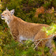 Alert Eurasian lynx in lush Scandinavian forest under bright natural light Alert Eurasian lynx in lush Scandinavian forest under bright natural light - PhotoDune Item for Sale