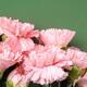 Bouquet of pink carnations flower on green background. Bouquet of pink carnations flower on green background. - PhotoDune Item for Sale