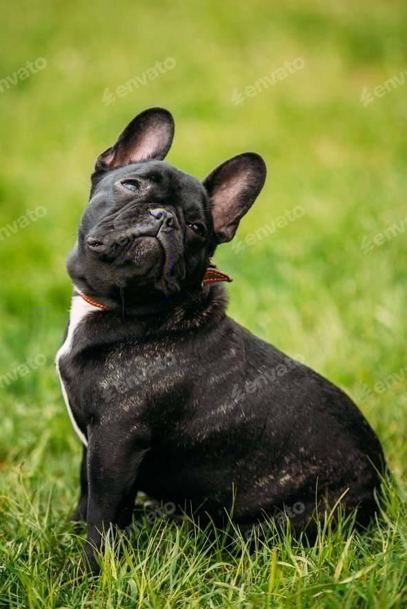 Young Black French Bulldog Dog In Green Grass Stock Photo by Great_bru