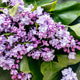 Beautiful lilac flowers branch, green concrete background, natural background. Seasonal concept. Beautiful lilac flowers branch, green concrete background, natural background. Seasonal concept. - PhotoDune Item for Sale