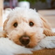 Maltipoo puppy close up resting on fluffy surface with soft bokeh Maltipoo puppy close up resting on fluffy surface with soft bokeh - PhotoDune Item for Sale